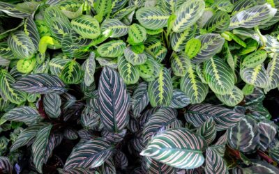 Success with Calathea Plants