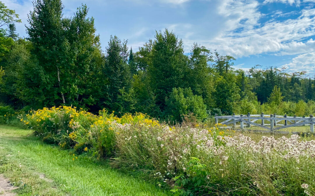 Unbridled Blooms: To Vase or Not To Vase