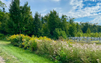 Unbridled Blooms: To Vase or Not To Vase